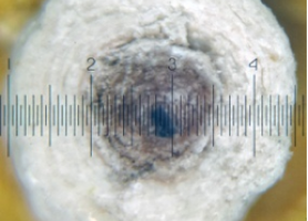 Фотографія зрізу гранули азотно-кальцієво-гумінових сірковмісних добрив