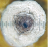 Фотографія зрізу гранули азотно-кальцієво-гумінових сірковмісних добрив
